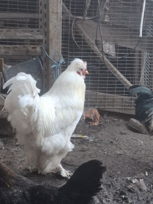 Vând Cocos încălțat și motat.