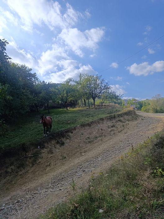 Vând teren intravilan/extravilan