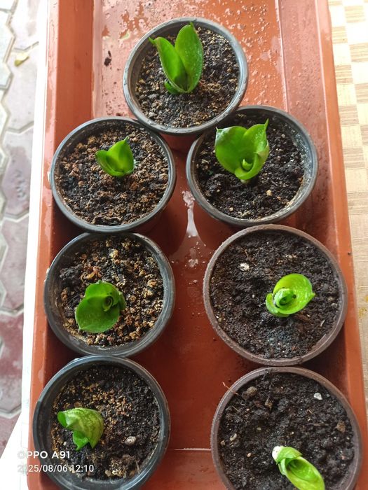 Сансевиерия(Сансевьера)