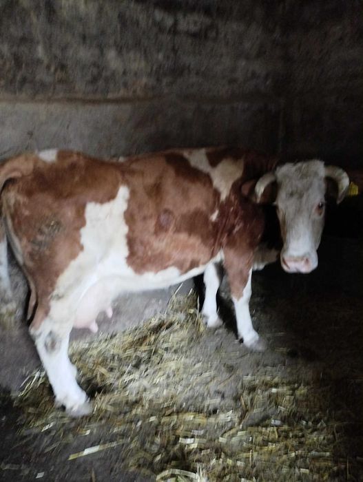 De vânzare Vaca Bāltatā cu vitel Belgian