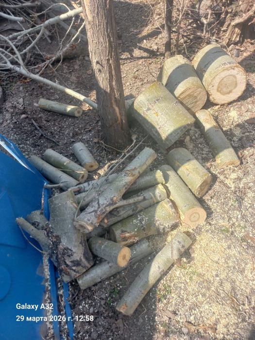 Дрова, пень самовывоз