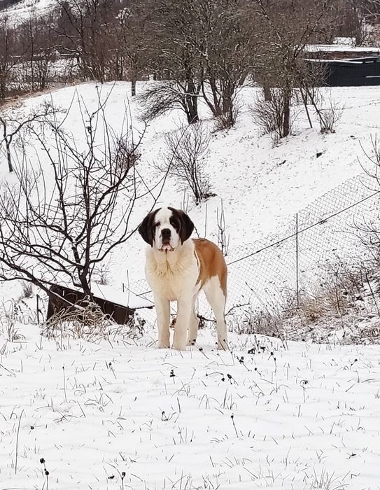 Femela Saint Bernard cu Pedigree