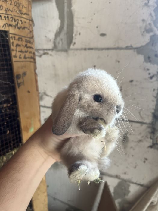 Iepurași Holland Lop ( berbec pitic)