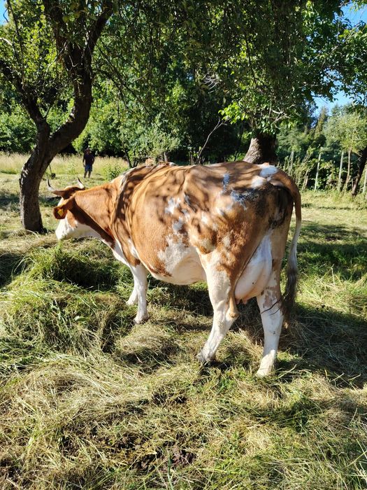 Vaca+ vițel mascul