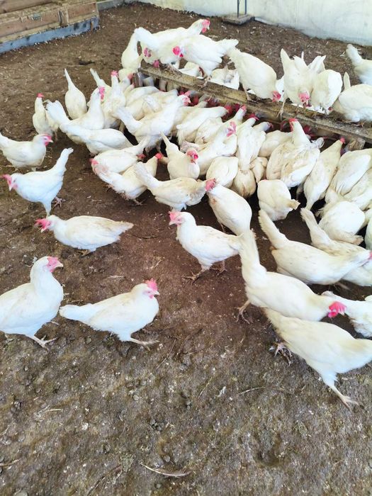 Продавам кокошки носачки