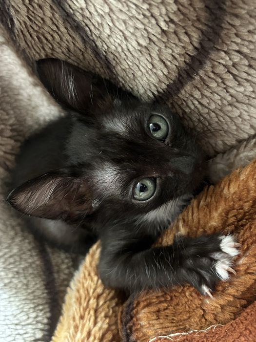 Котенок в добрые руки