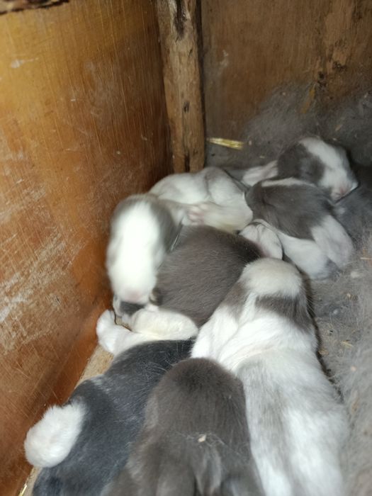 Куенлар сотилади онаси билан парода баран