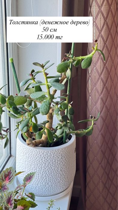 Продаю домашние цвет