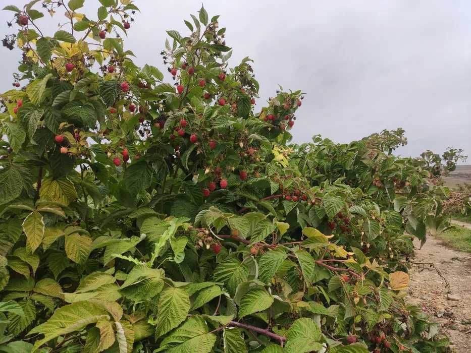 Stoloni de capsuni, zmeur, coacaz, afin, aronia si lonicera!