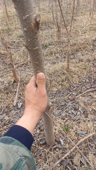 Продаю цаженцы деревя