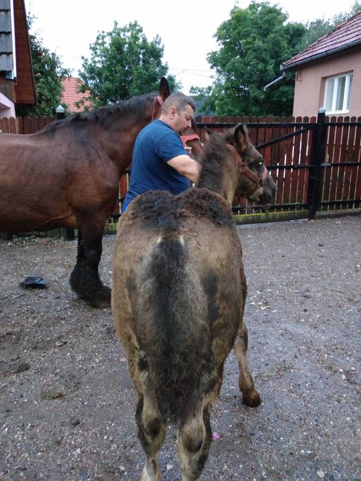 Iapa 16 ani și mânz