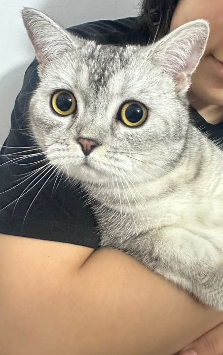Продается кошка .