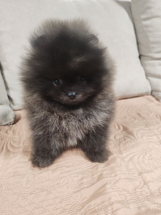 Померан мини  мъжки и женско