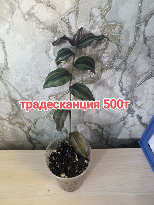 Комнатные растения кжби