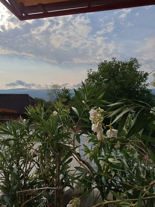 Oleandri mari 1.50–1.80 m — roz / crem / alb / grena / roșu