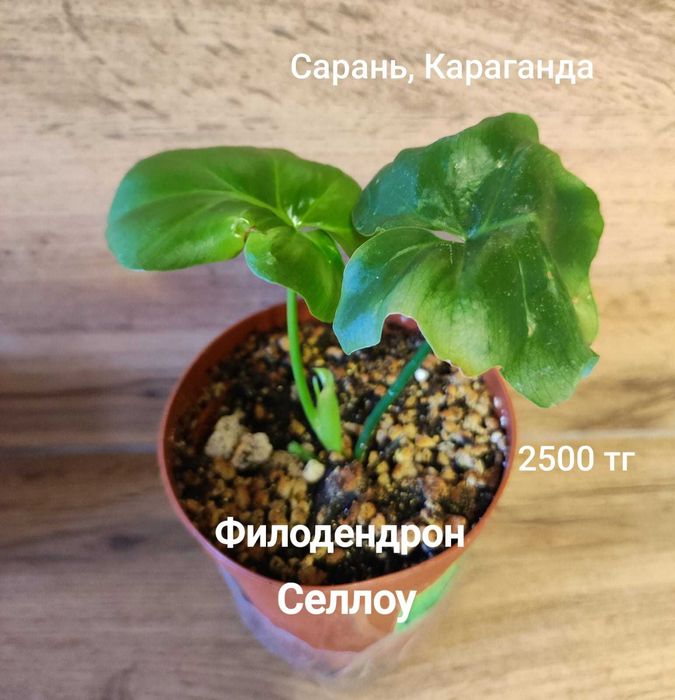 Филодендрон филодендрон