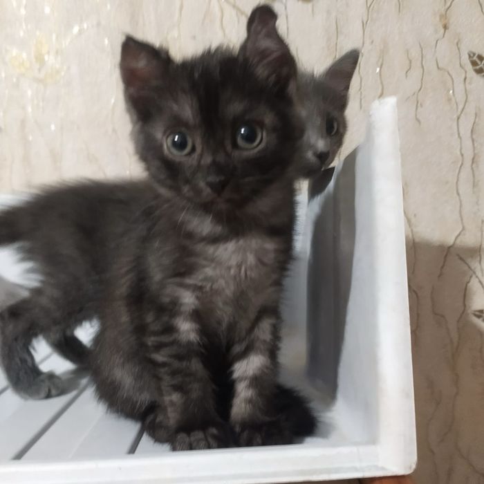 отдам котят 1,5 месяца