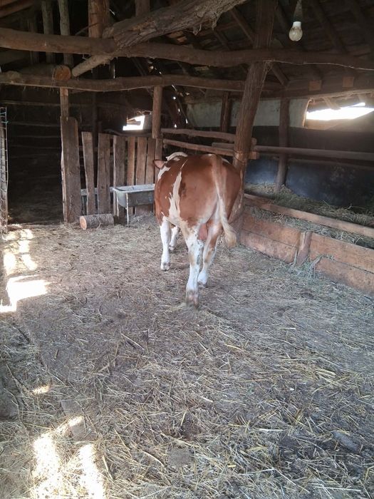 Vând vițel vârstă 7 luni