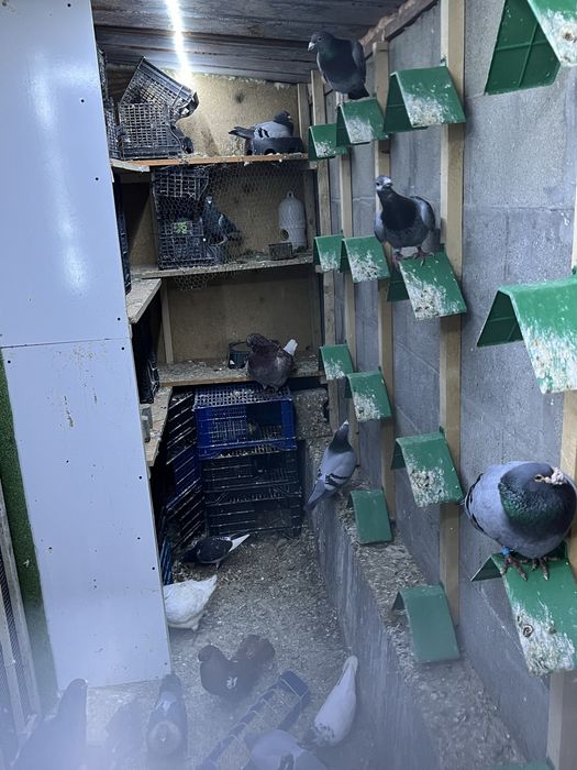 Пощенски гълъби.