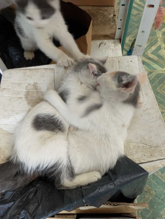 Подарявам малки котета