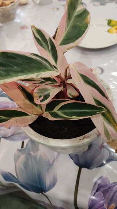 Продам цветы комнатные.