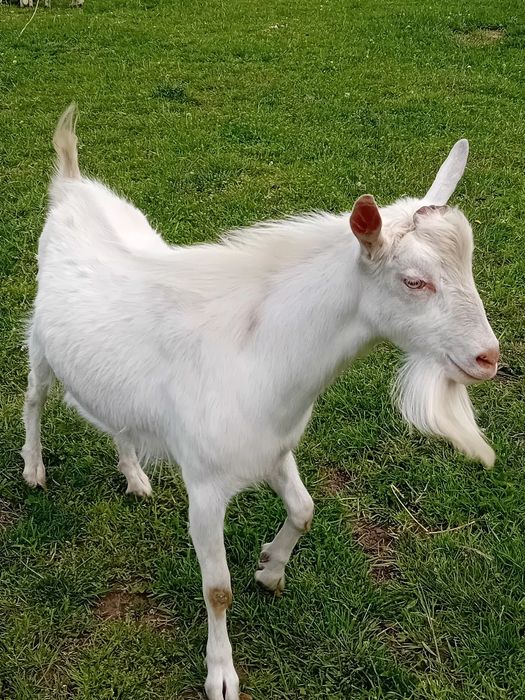 Vând țap sannen de un an