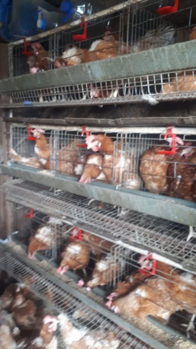 Куры радонит с доставкой