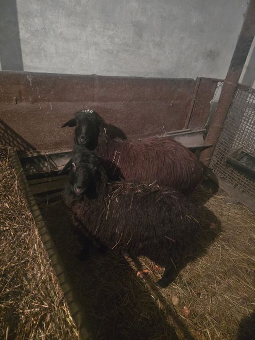 2 тоқты сатылады