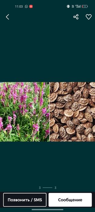 Эспарцет Семена люцерна