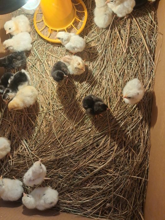 Продам цыплят несушки.цветные.