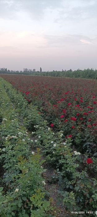 Atirgul koʻchatlari bor sotiladi 16 hil tayor pachkalap koʻmilgan