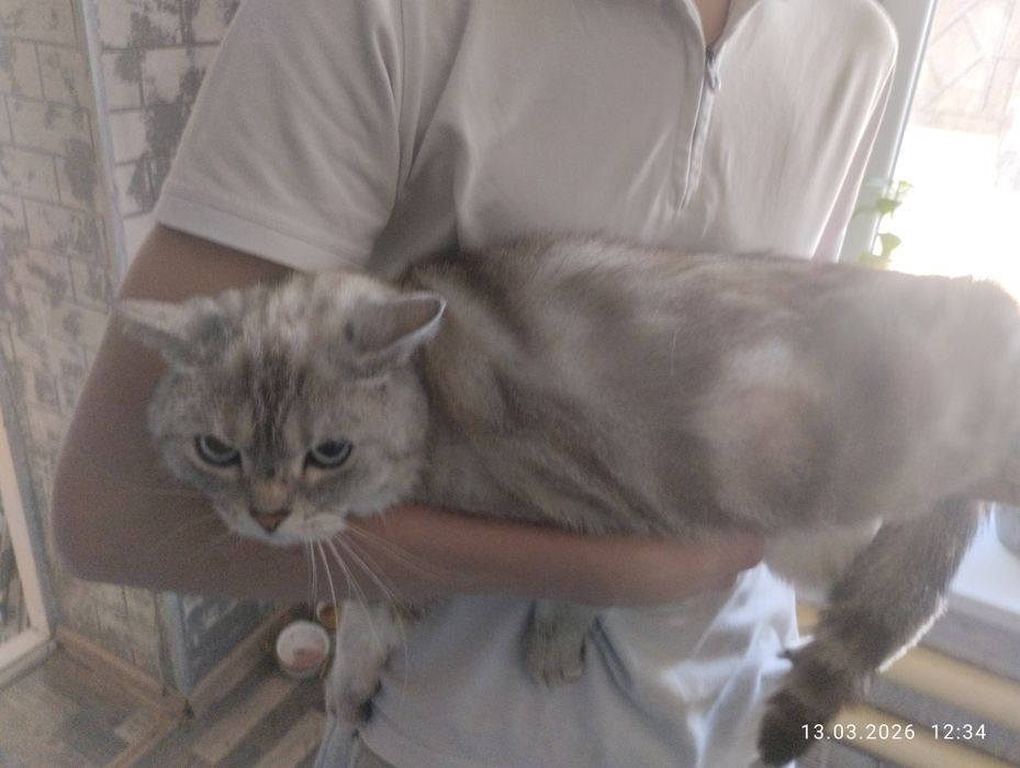 Продам кота скотишш страйт