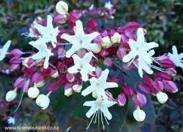 Clerodendron trichotomum 1m