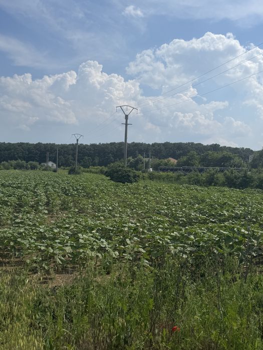Teren Snagov Ghermanesti Ciofliceni