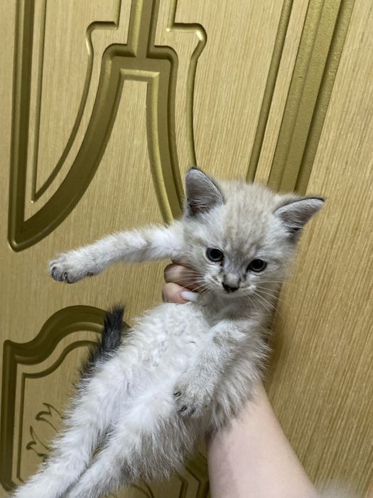 котенок 1.5 месяца. ручной