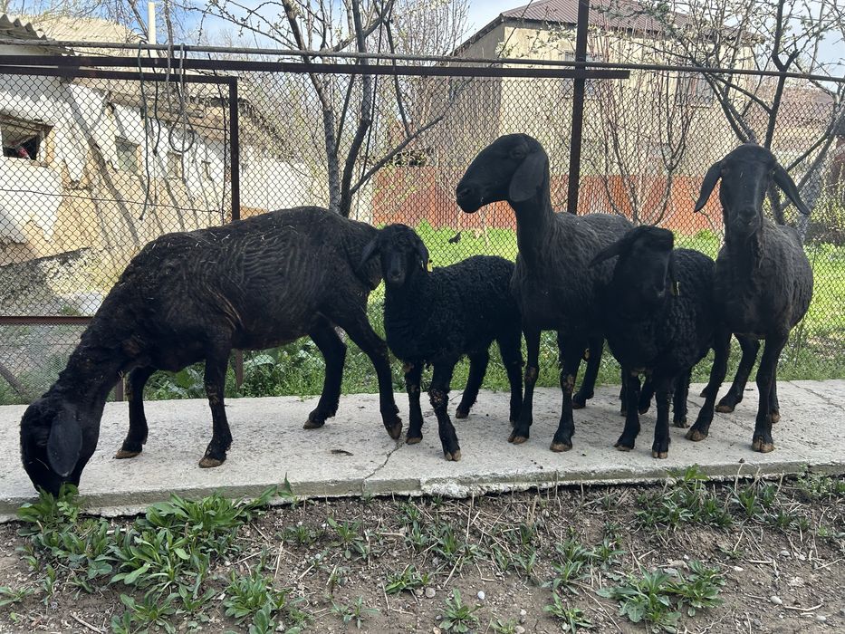 Қозылы қойлар бар 3 бас