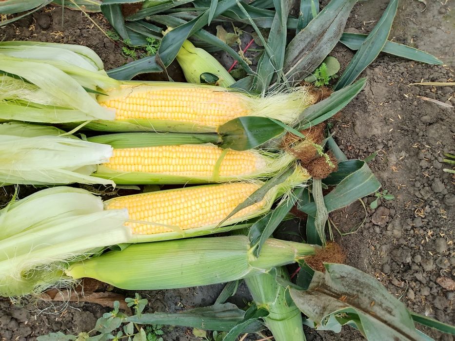 Shirin Makka joʻxori