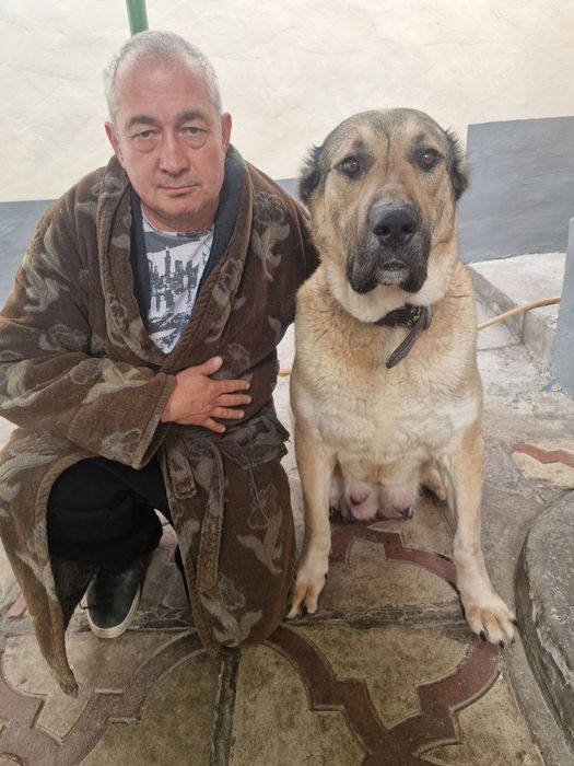 Готовятся к продаже щенки Кангала.