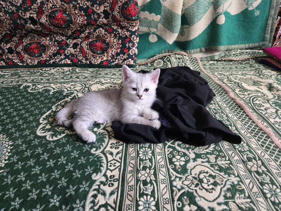 Продам шиншиловых котят