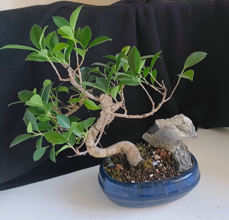 Pin ,ficus, ienupăr, carmona, podocarpus