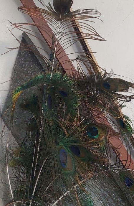 Живые Перья павлина декор