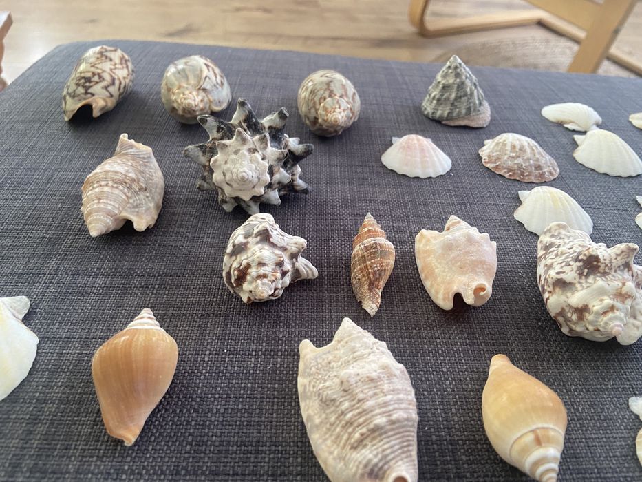 черупки от морски рапани и мидени черупки.
