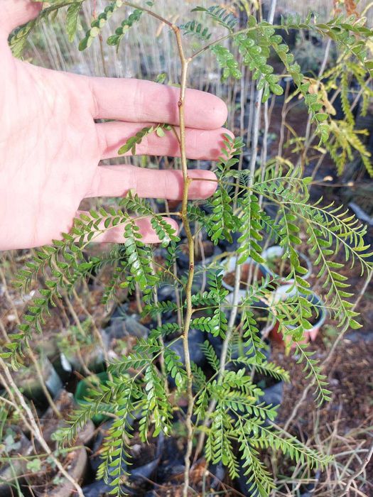 Гледичия Без Бодли