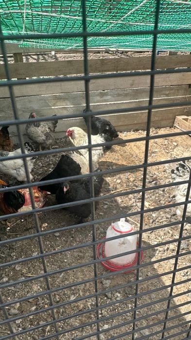 Продам петуха продажа