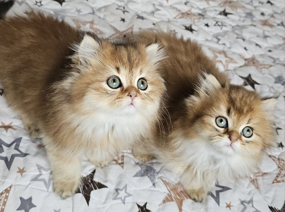 Британски дългокосмести котенца