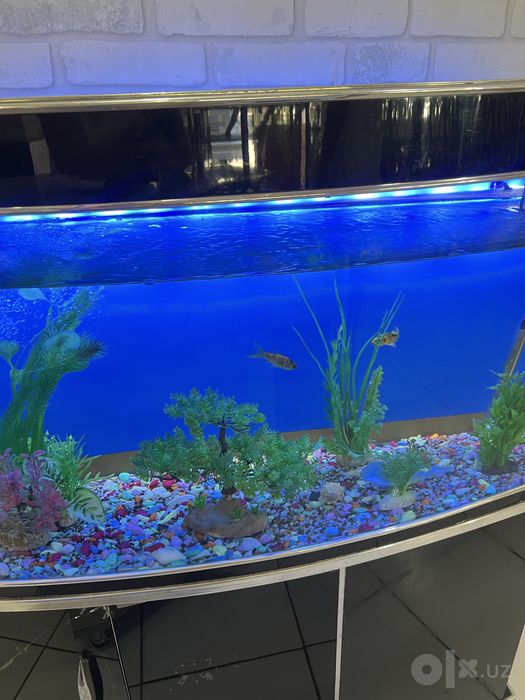 Akvarium sotiladi