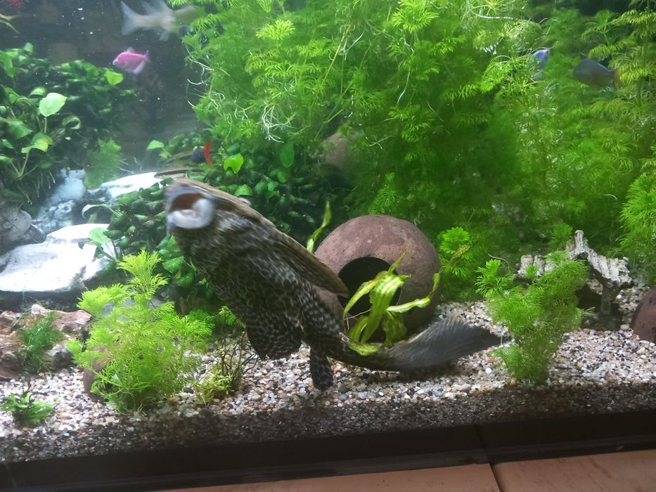 Acvariu+pesti+plante