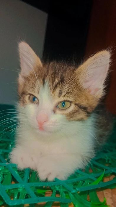 В ответственные руки котёнок