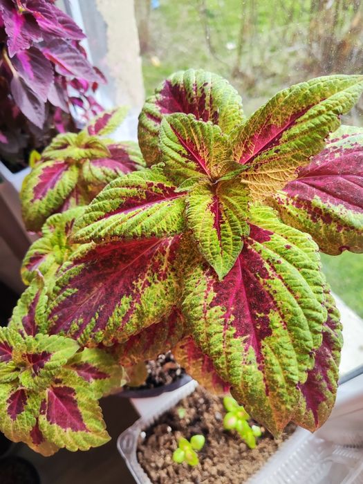 Продаются колеусы