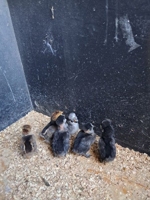 Vând 6 pui Struma Bantam